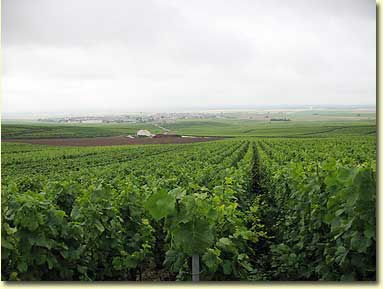 Veuve Clicquot’s Bouzy Vineyard, Clos Colielin