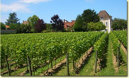 Jacquesson's Pinot Meunier vineyard