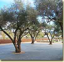 Olive Trees