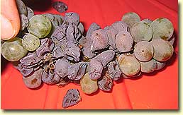 Botrytis grape cluster
