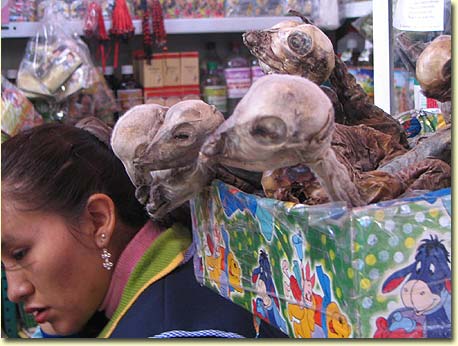 Dried baby Llama heads used for medicinal concoctions