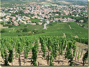 A view from the top of Cornas slopes