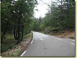 Forest Road