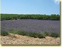 A field of lavendar