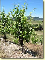 Old vine in the Bone Rock section