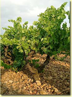 grenache