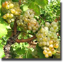 Grenache (blanc)