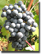 Mourvedre