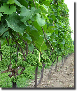 Pinot Noir in Early August-Locust Lane Vineyard