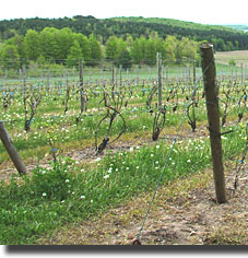 Chateau Fontaine vineyard